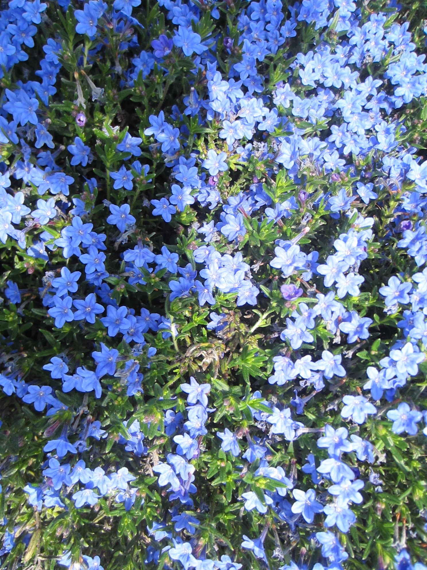 Ground Cover With Blue Flowers 61