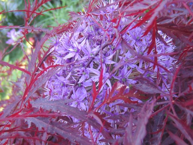 My favorite part about Alliums is that they self-seed wherever they want to. This sometimes makes for some interesting combinations. Here it's shooting through the dissected foliage of a Japanese maple.