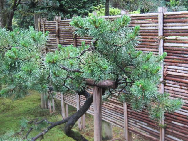 A bamboo fence along the edge of the Garden, screening the view beyond, and making a perfect backdrop to the pine in the foreground.