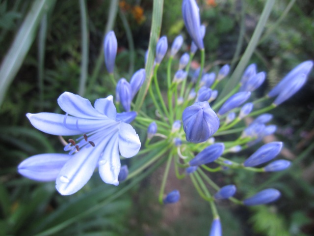 An unidentified lighter blue agapanthus holds its own pretty well too.  It was the first Lily of the Nile in my garden and a gift from my mother. :)