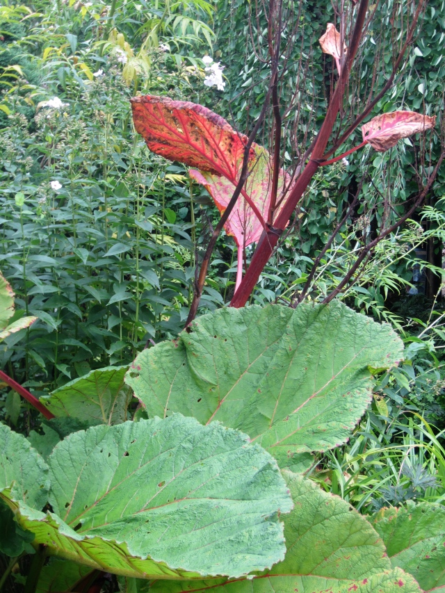 I thought the red flower stem of this Rhubarb was so striking!
