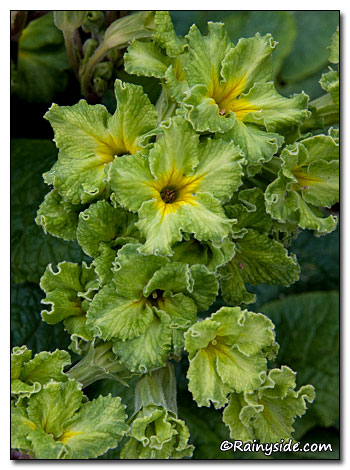 Primula 'Green Lace' by Rainyside.com.