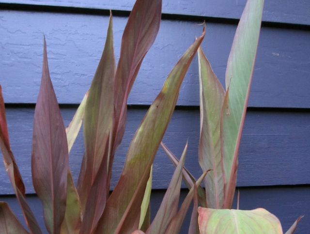 These Canna lilies are not yet planted in place, but I  wanted to show you how great the foliage looks against that wall. Delicious!