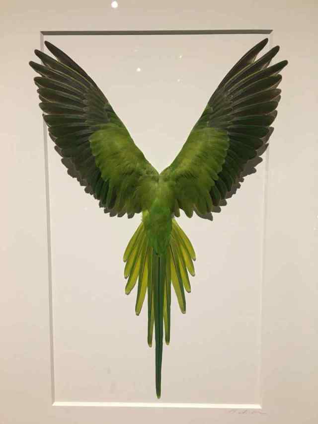 Bird green