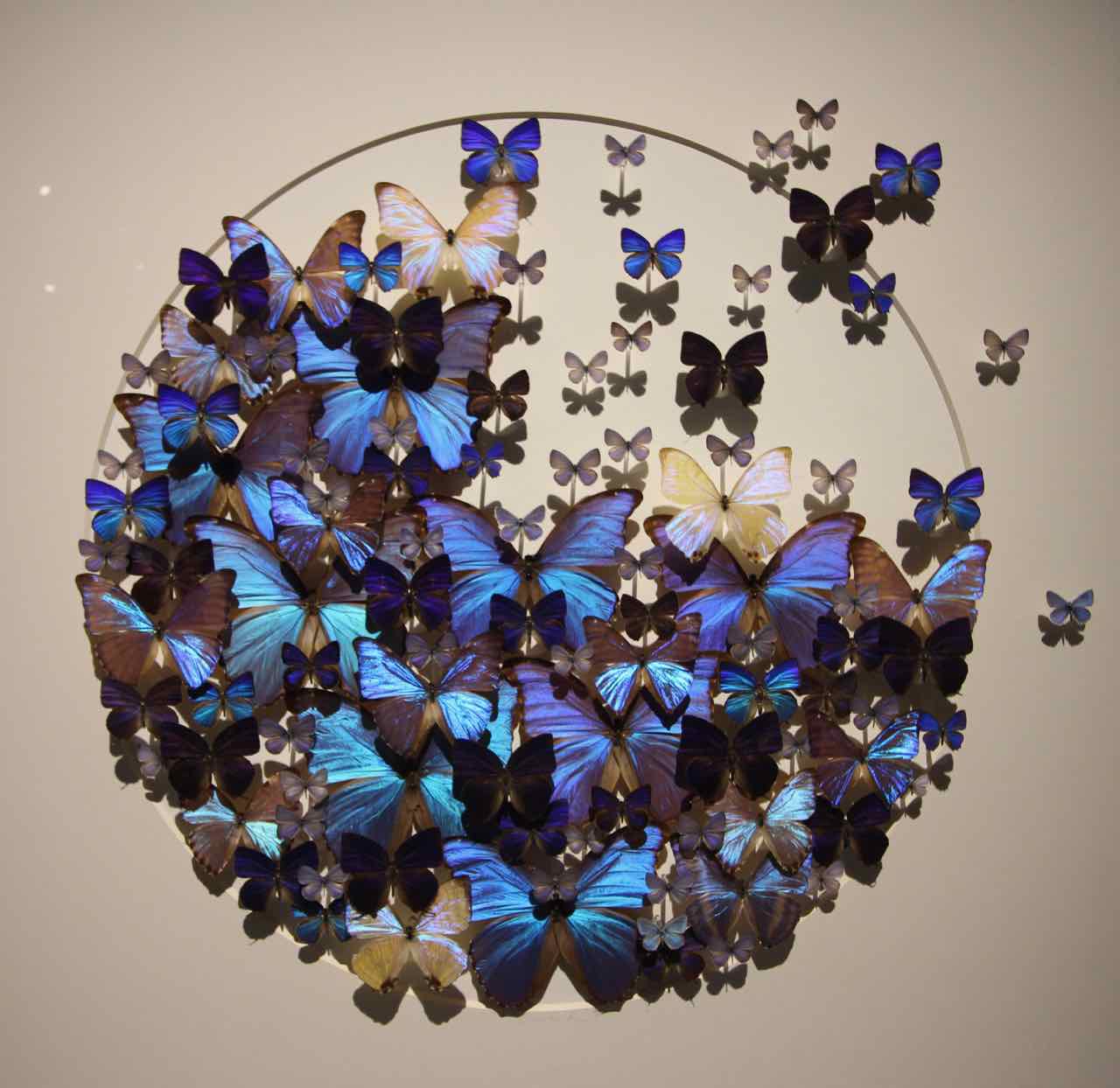 Blue butterflies circle